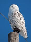 Snowy Owl_12589